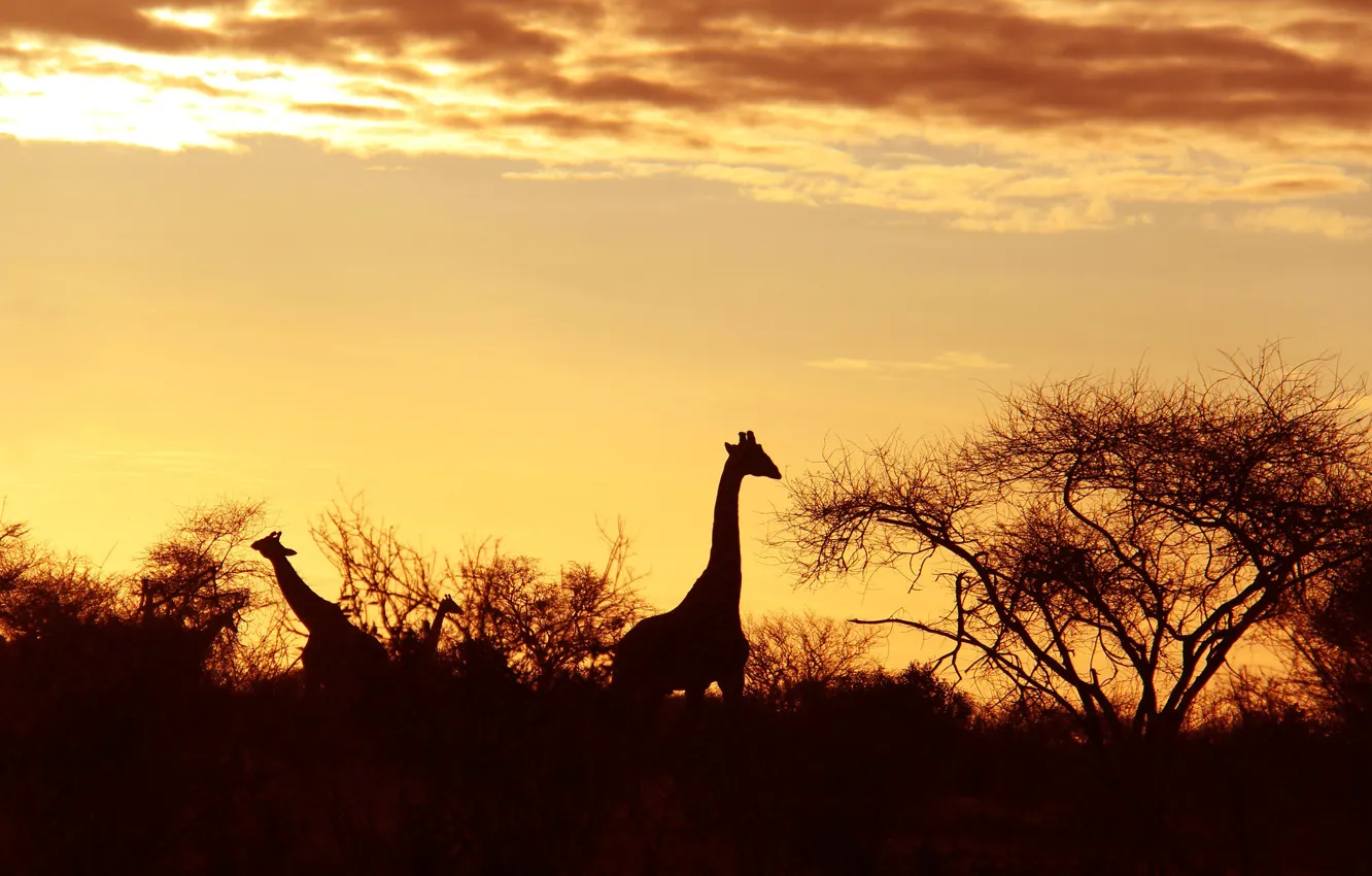 Фото обои силуэт, жираф, Африка