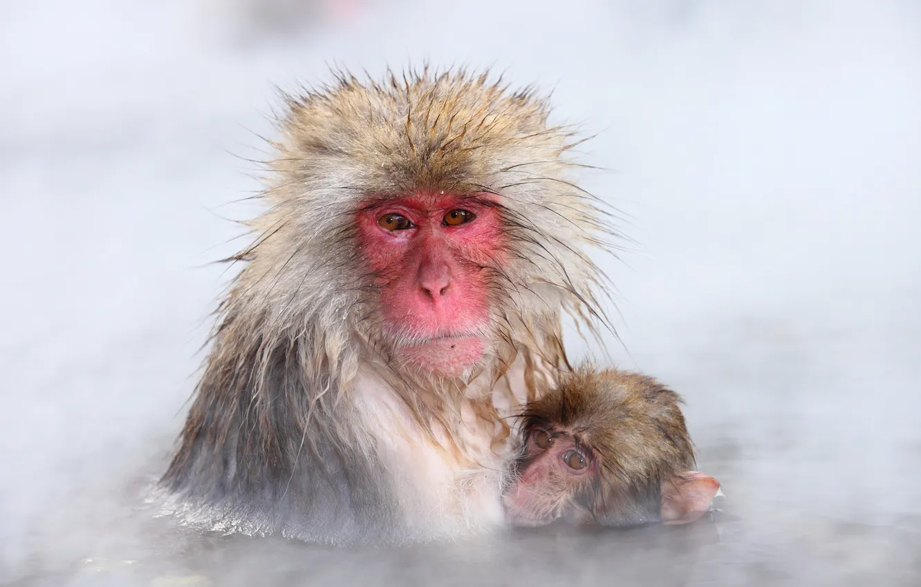 Фото обои природа, фон, Japan, Nagano, Snow monkey