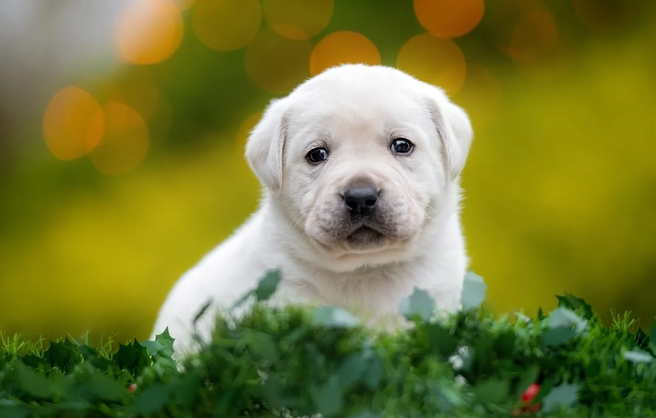 Фото обои зелень, белый, трава, взгляд, листья, собака, маленький, малыш