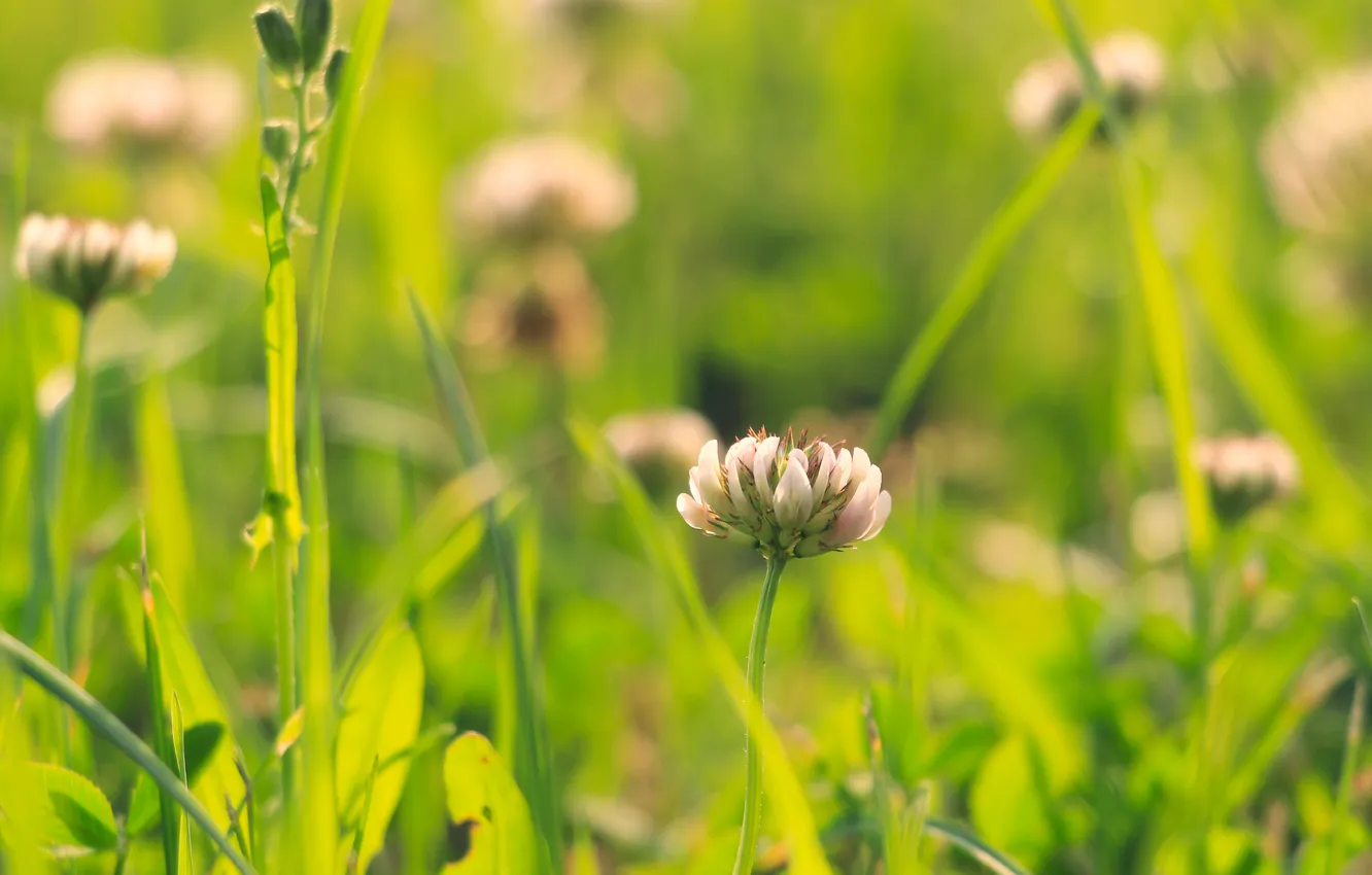 Фото обои flower, meadow, blooming