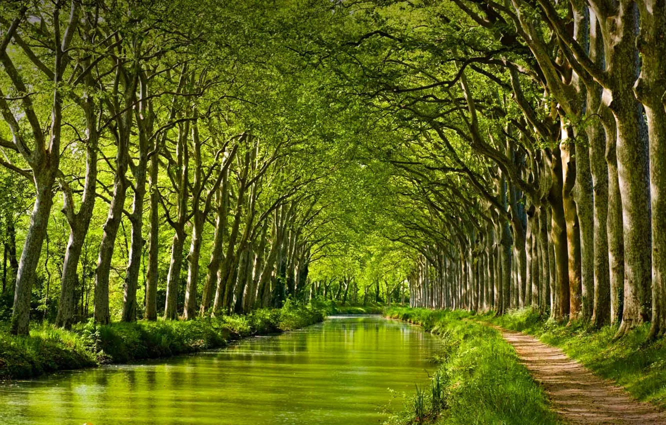 Фото обои деревья, Франция, Канал-дю-Миди. Тулуза