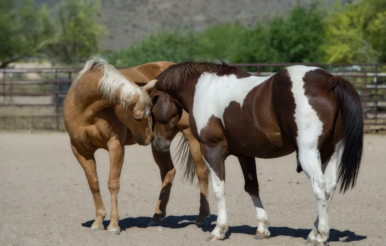 Фото обои поза, кони, лошади, ласка, загон