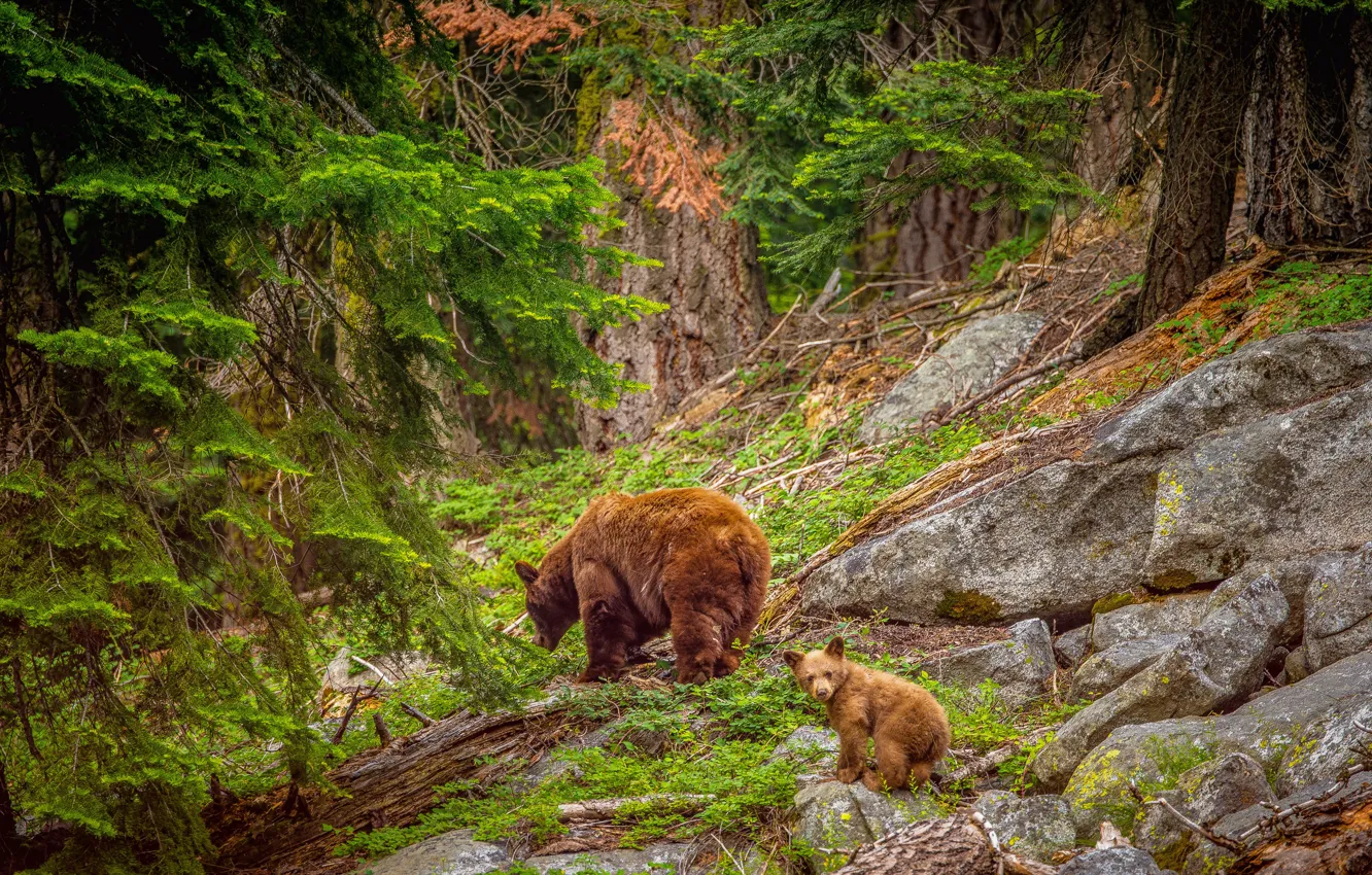 Фото обои лес, камни, медведи