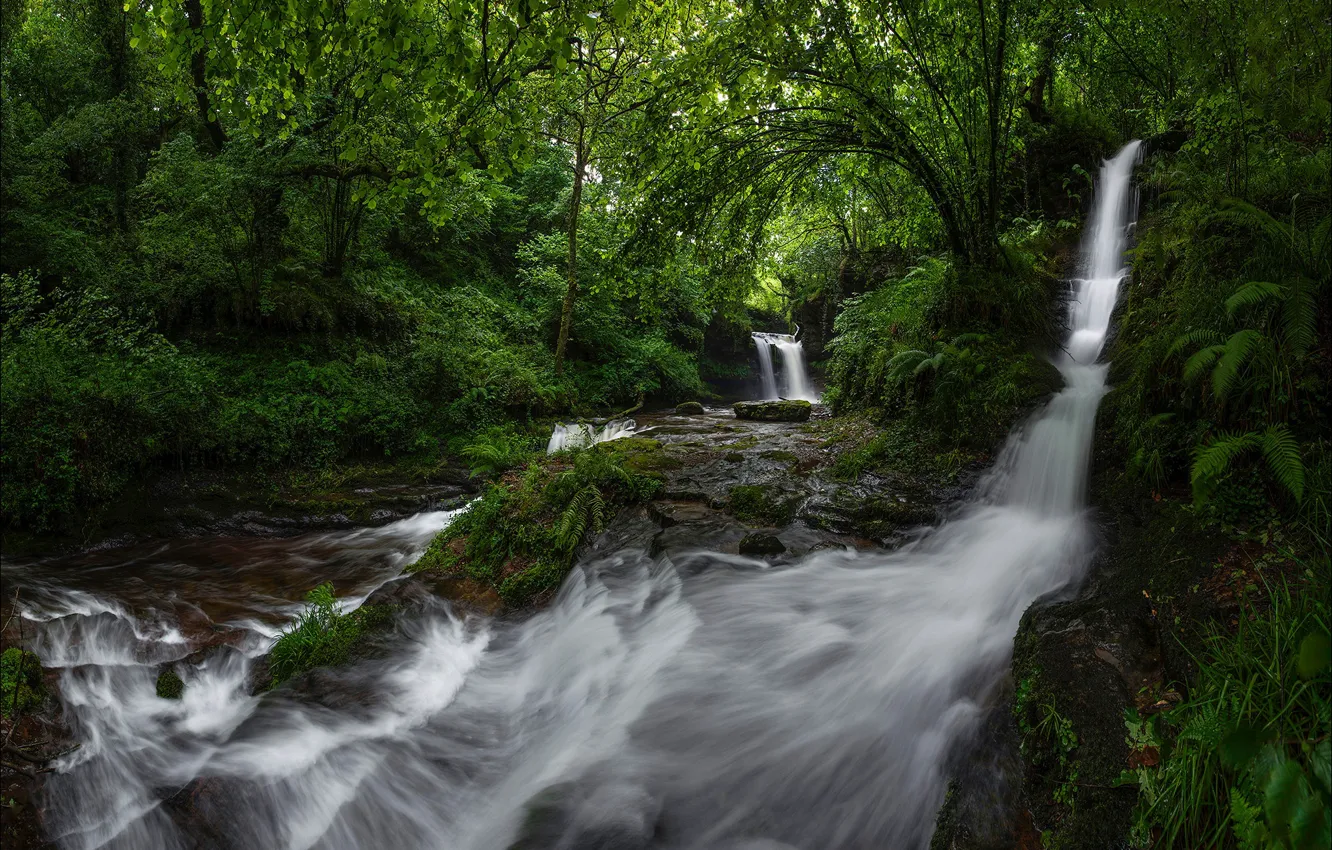 Фото обои лес, река, водопады, каскад