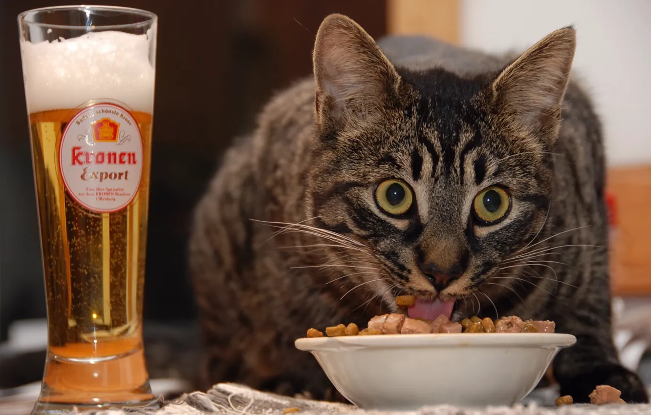 Фото обои кот, еда, пиво