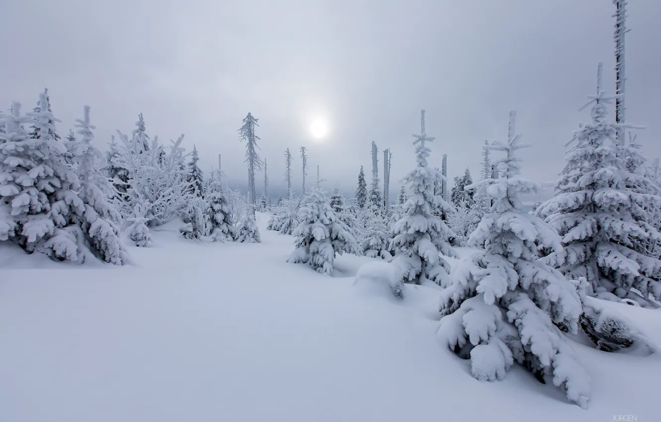 Фото обои зима, лес, солнце, снег, природа, елки, дымка
