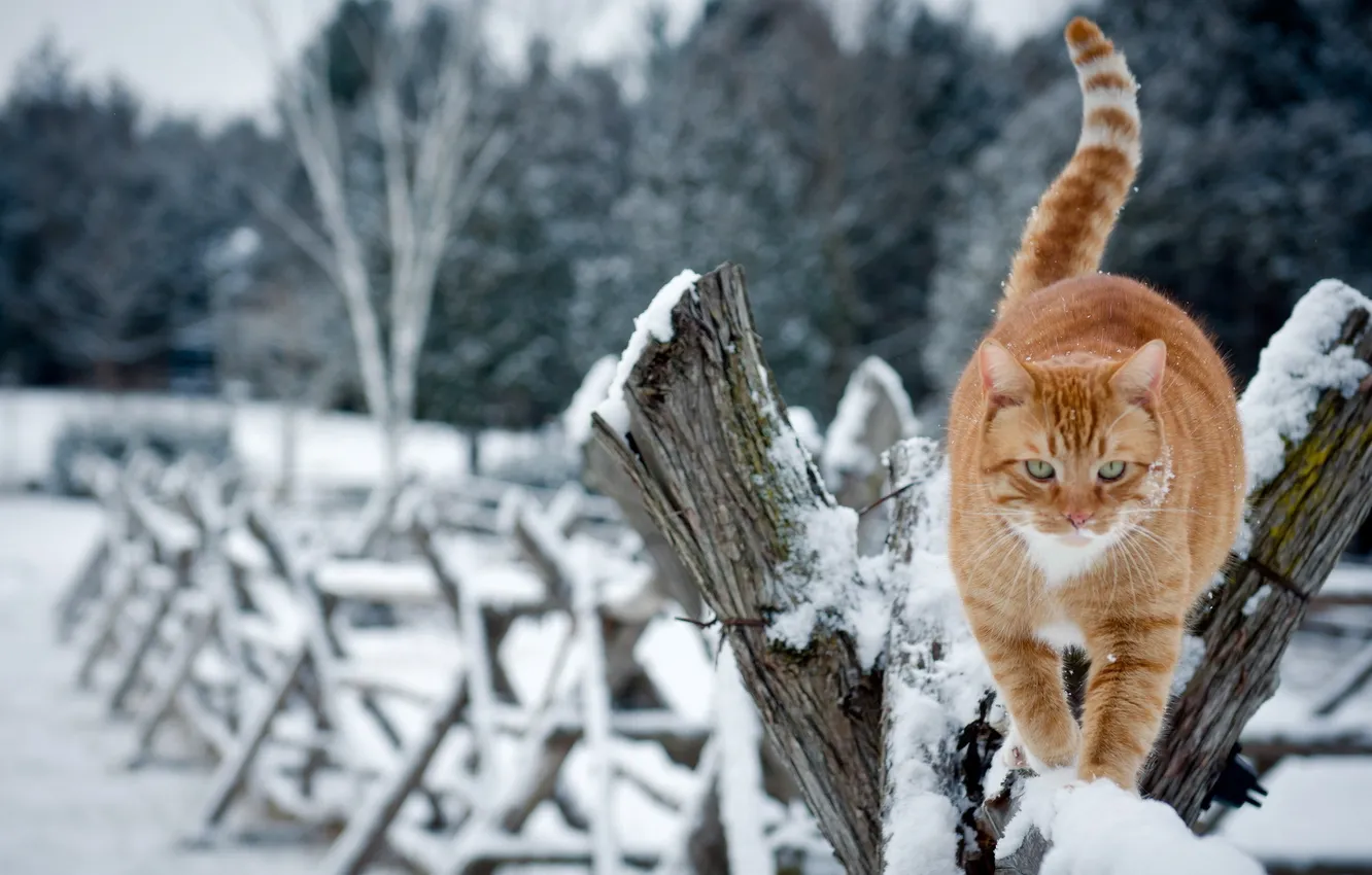 Фото обои зима, кошка, забор