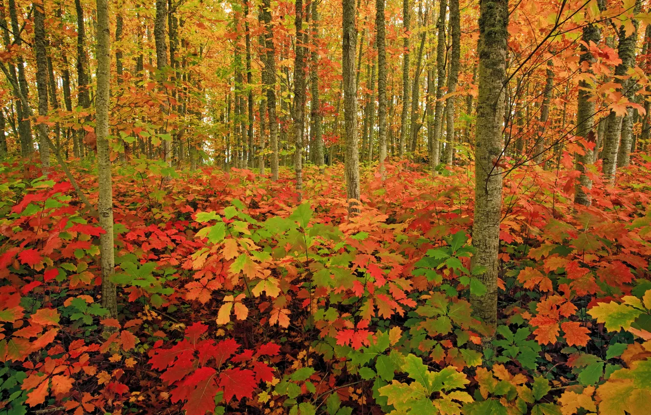 Фото обои осень, лес, трава, листья, деревья, краски, кусты