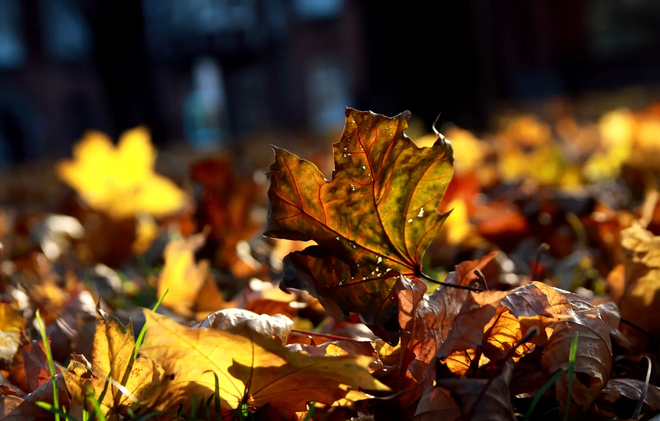 Фото обои осень, макро, листва, много
