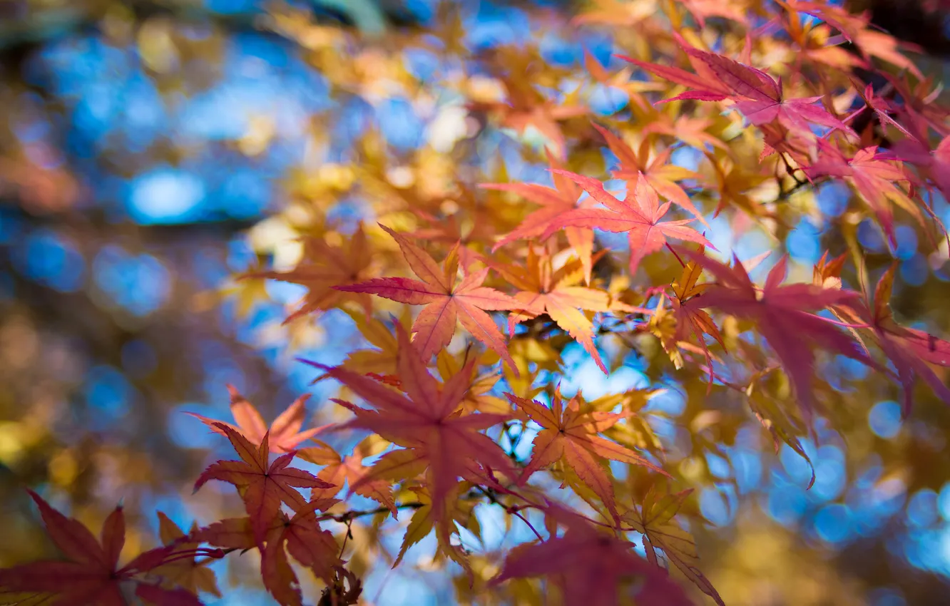 Фото обои осень, небо, листья, макро, ветки, клен