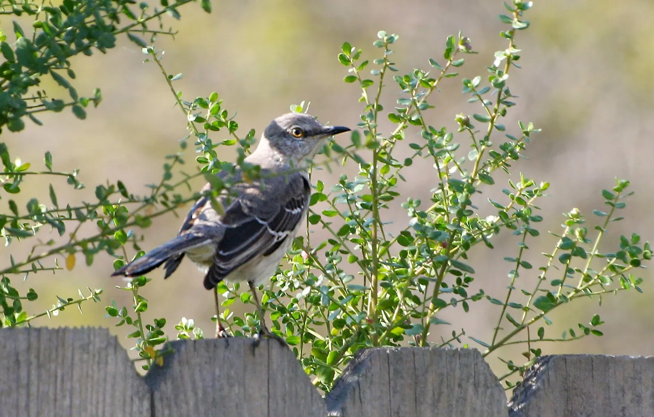 Фото обои природа, птица, забор, mockingbird