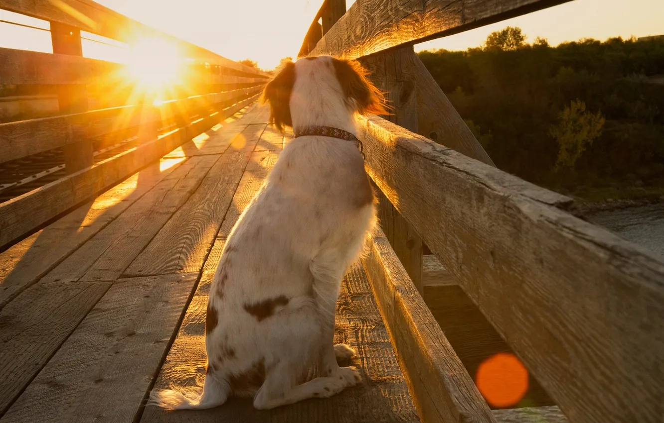 Фото обои свет, мост, собака