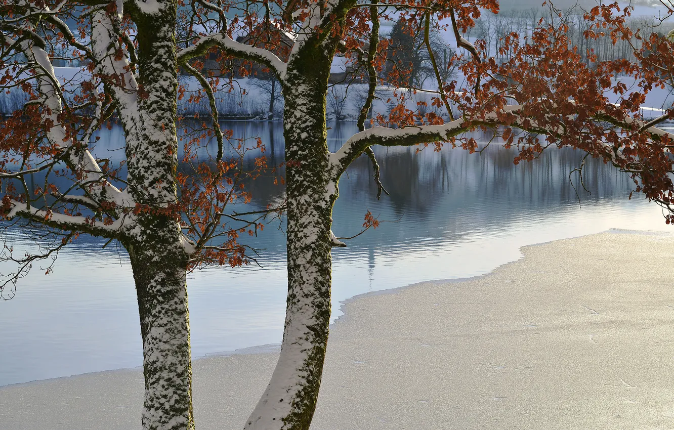 Фото обои зима, листья, снег, река, дерево