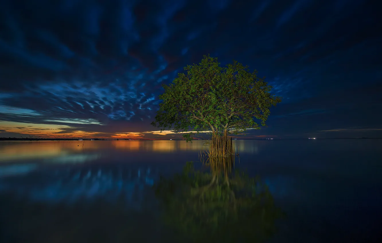 Фото обои облака, дерево, вечер, отлив