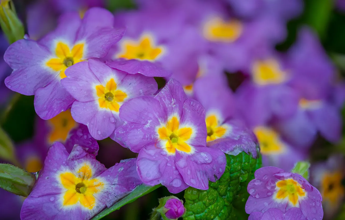 Фото обои макро, цветы, весна, цветение, примула