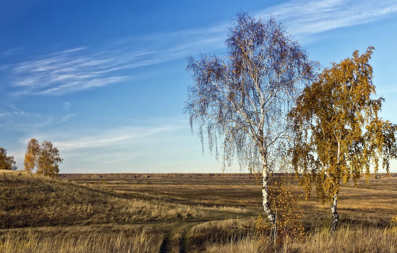 Фото обои Небо, Природа, Поле, Осень, Берёза, Берёзы
