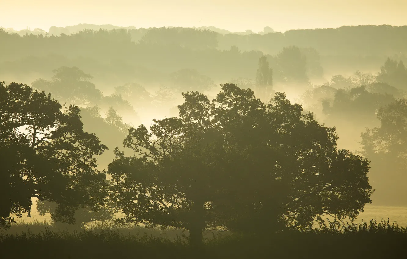 Фото обои деревья, туман, утро, силуэты