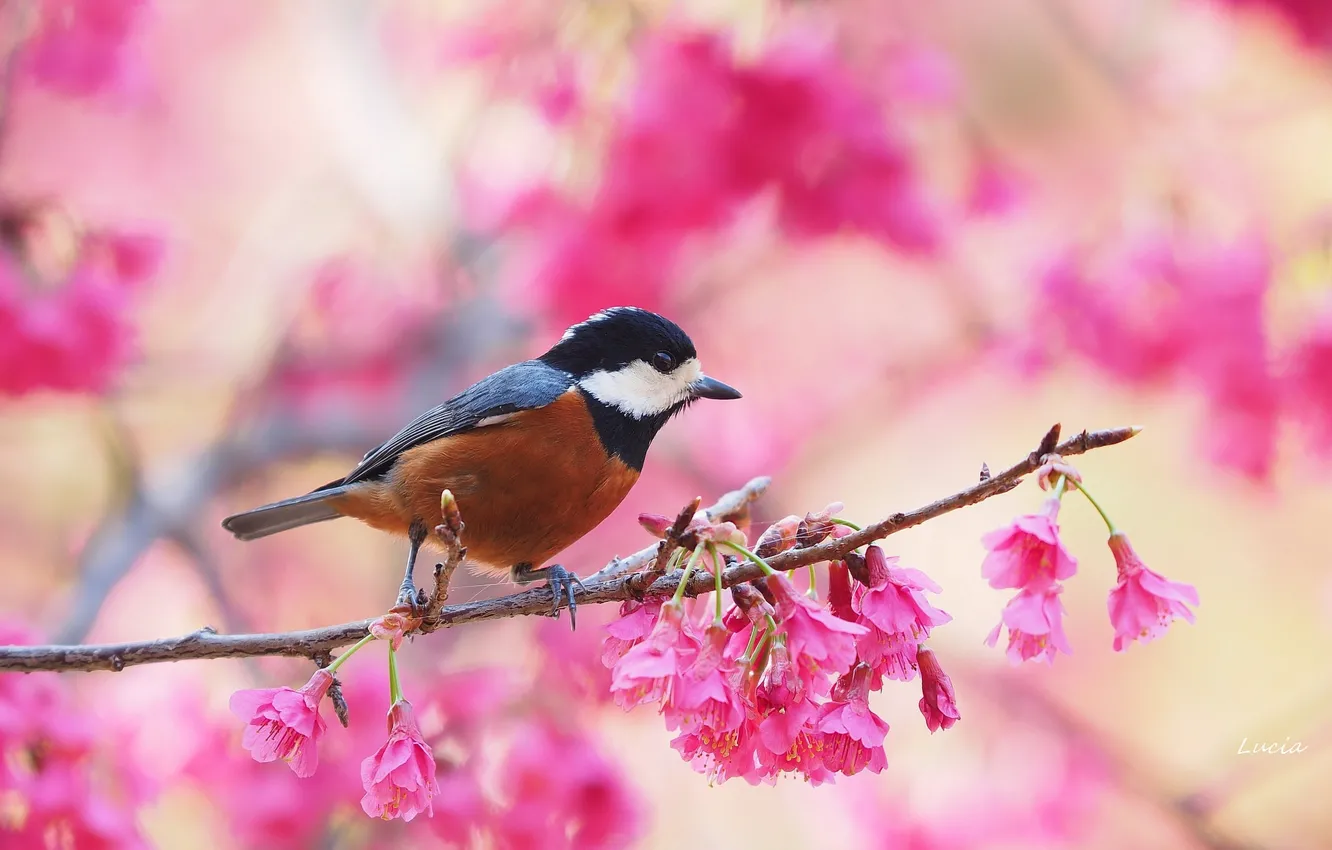 Фото обои ветка, весна, птичка, цветение