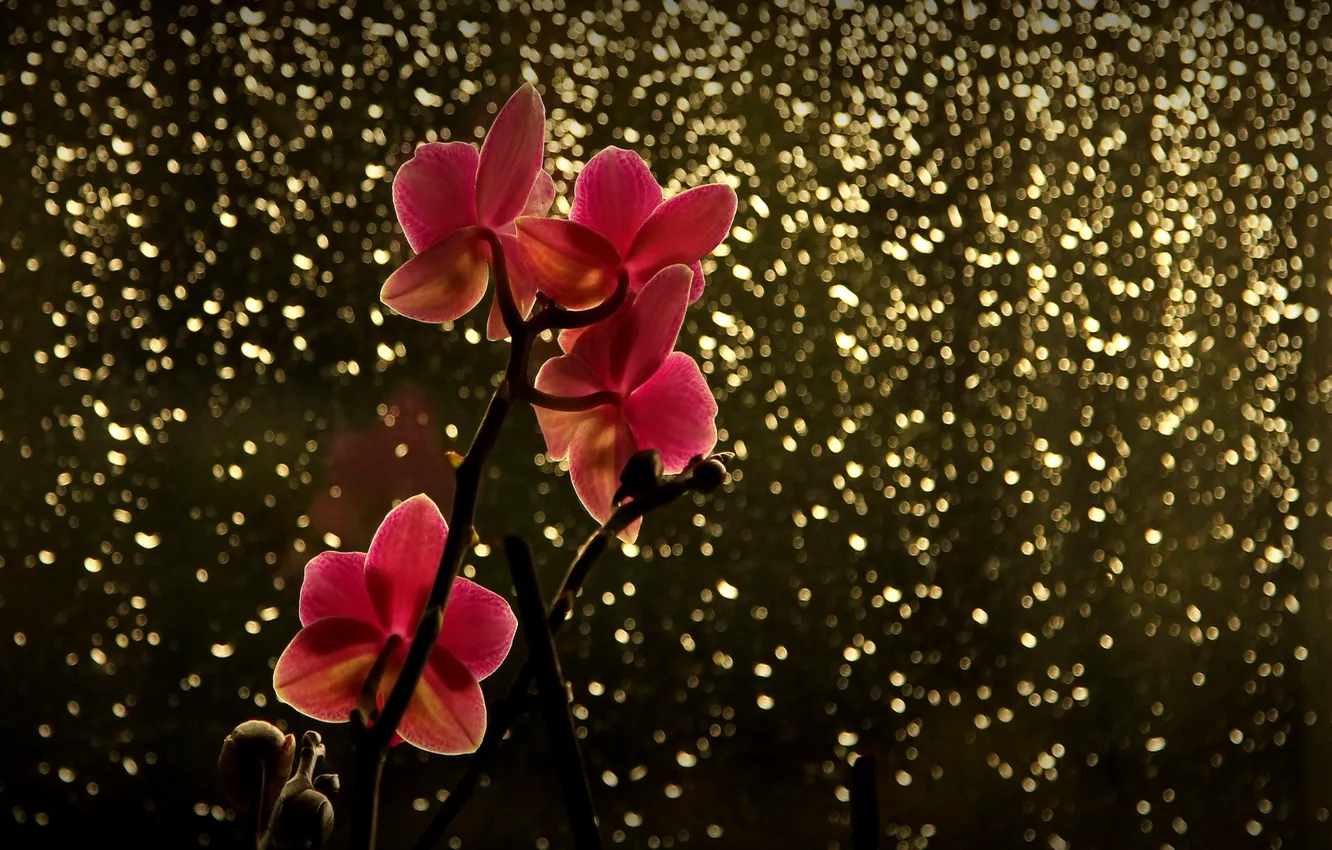 Фото обои цветок, блики, ветка, красная, орхидея
