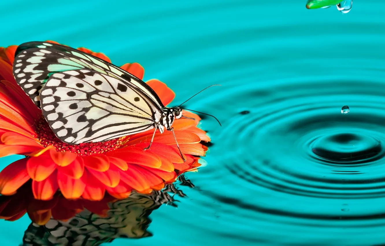 Фото обои вода, капли, бабочка, гербера