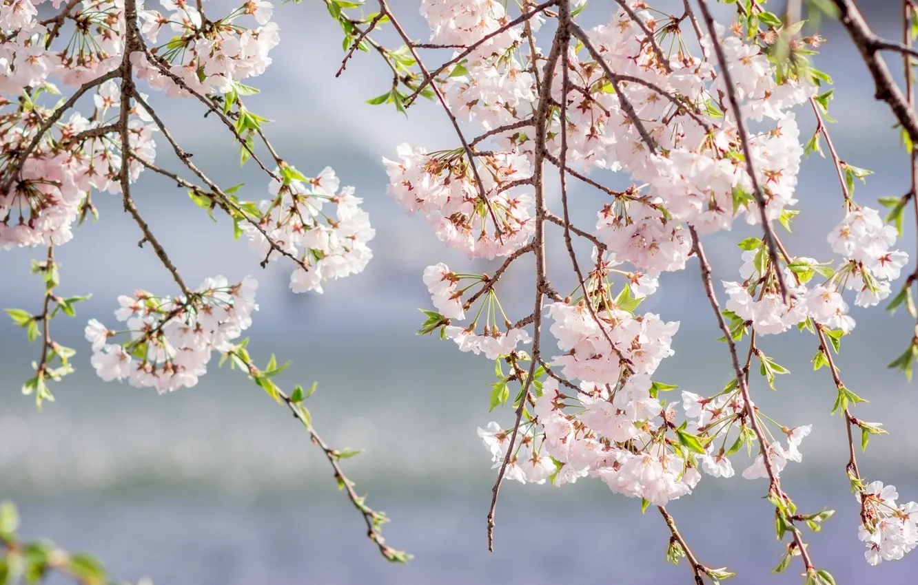 Фото обои ветки, розовый, весна, сакура