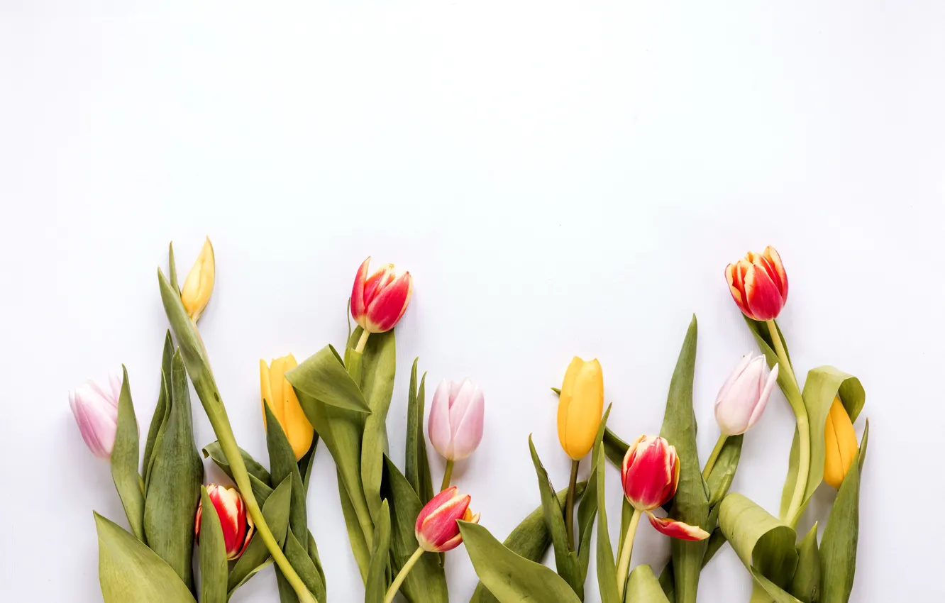 Фото обои цветы, colorful, тюльпаны, fresh, flowers, tulips, spring, multicolored