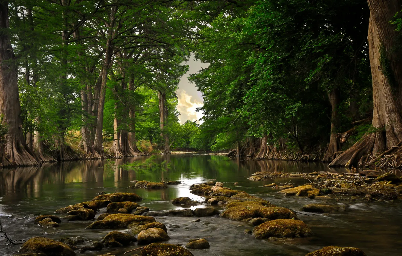 Фото обои корни, река, камни, мох, Деревья
