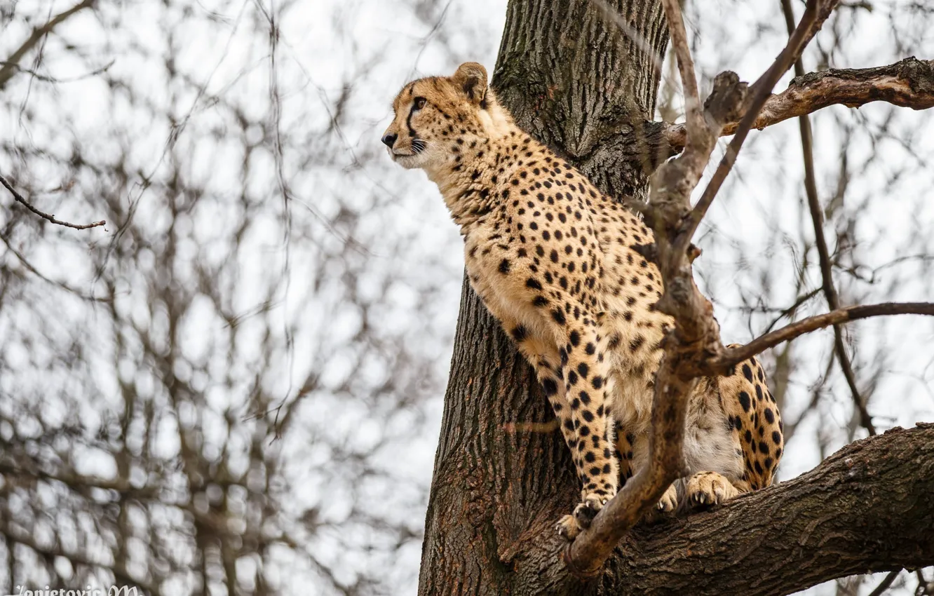 Фото обои дерево, хищник, гепард, дикая кошка, наблюдение