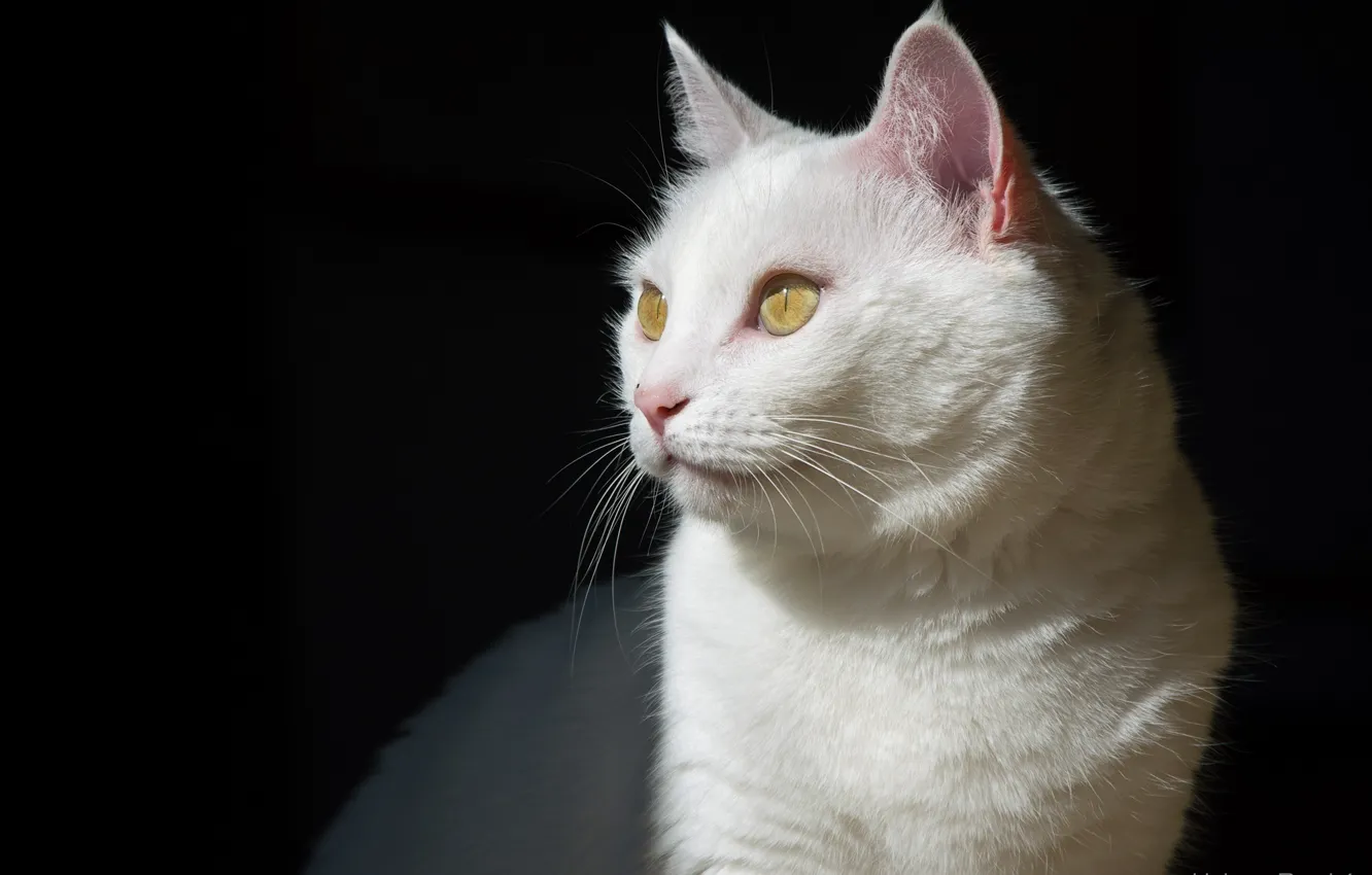 Фото обои кошка, белый, кот, тень, мордочка