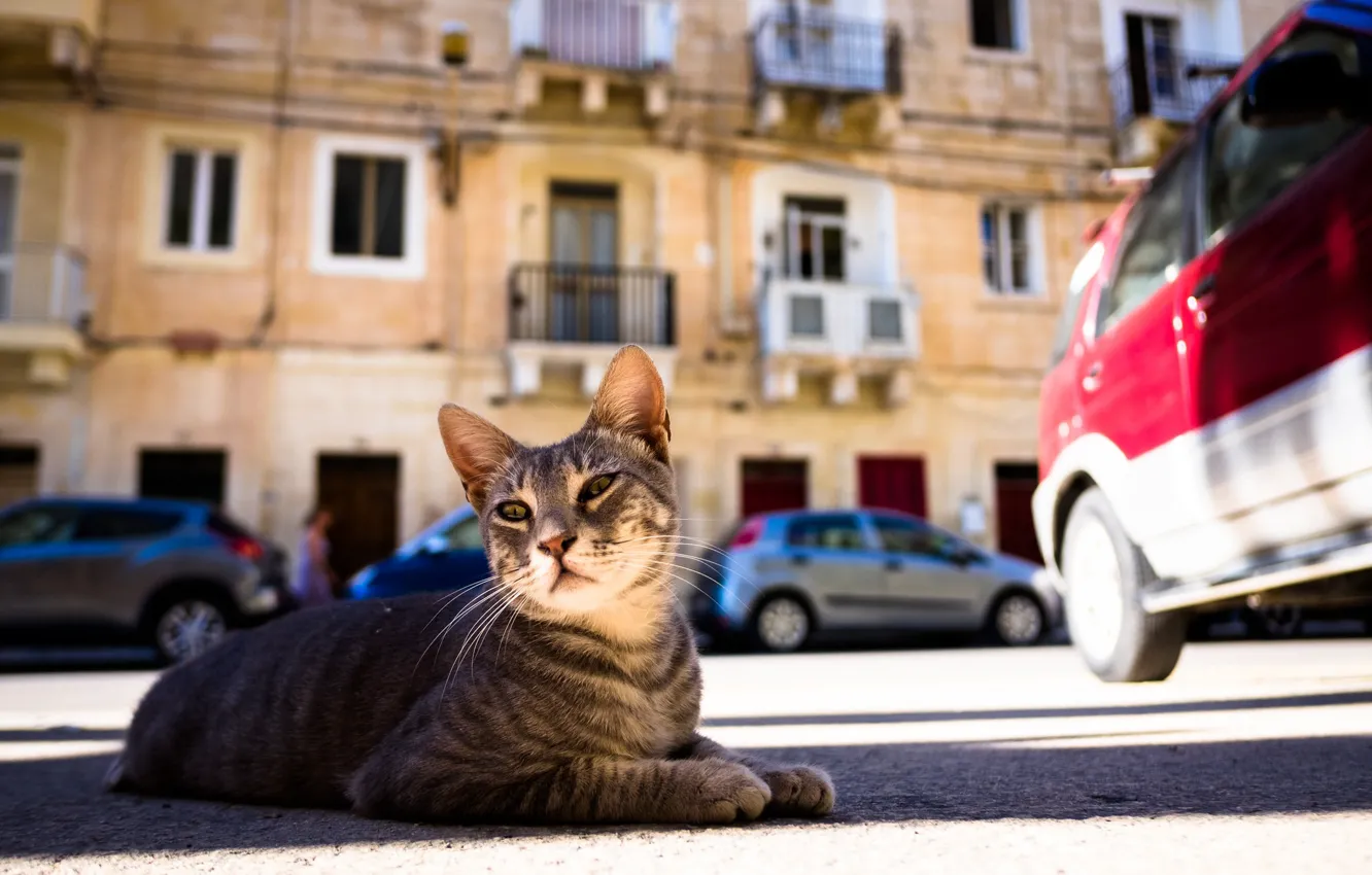 Фото обои кот, улица, дворовый