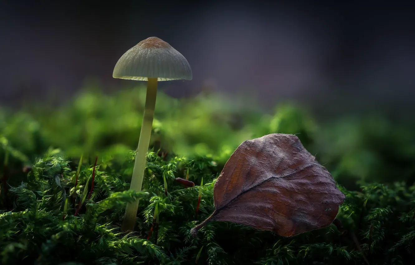 Фото обои лес, лист, гриб, мох, боке