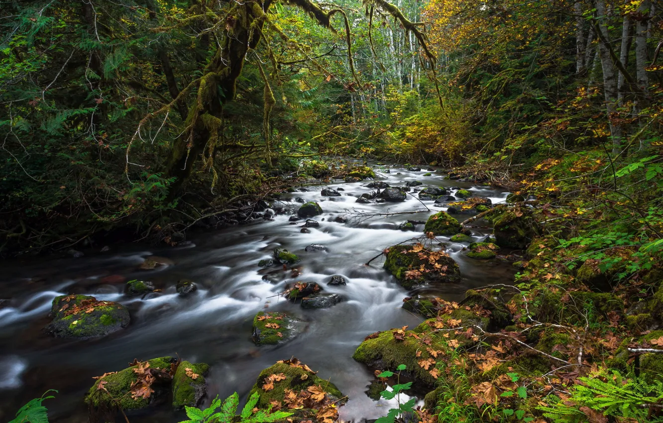 Фото обои осень, лес, листья, ручей, камни, мох, опавшие
