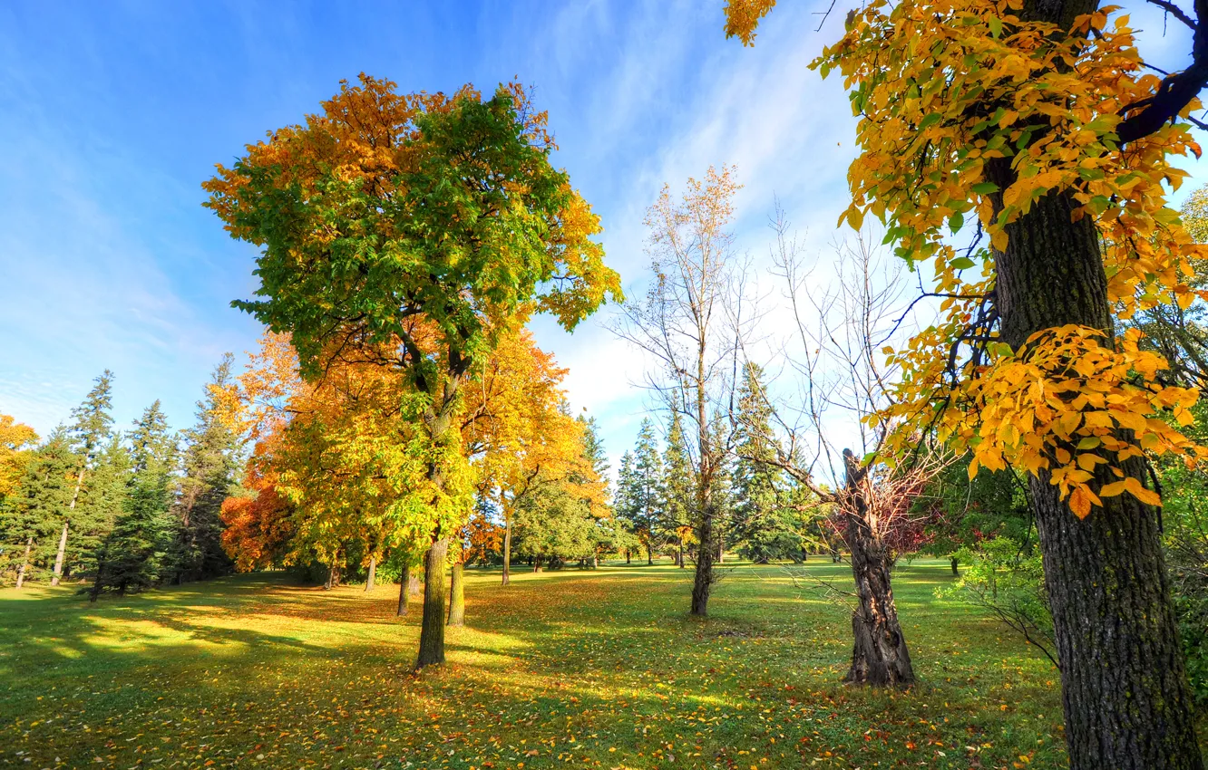 Фото обои осень, небо, трава, деревья, парк