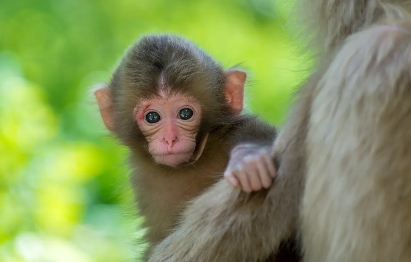 Фото обои фон, малыш, обезьянка