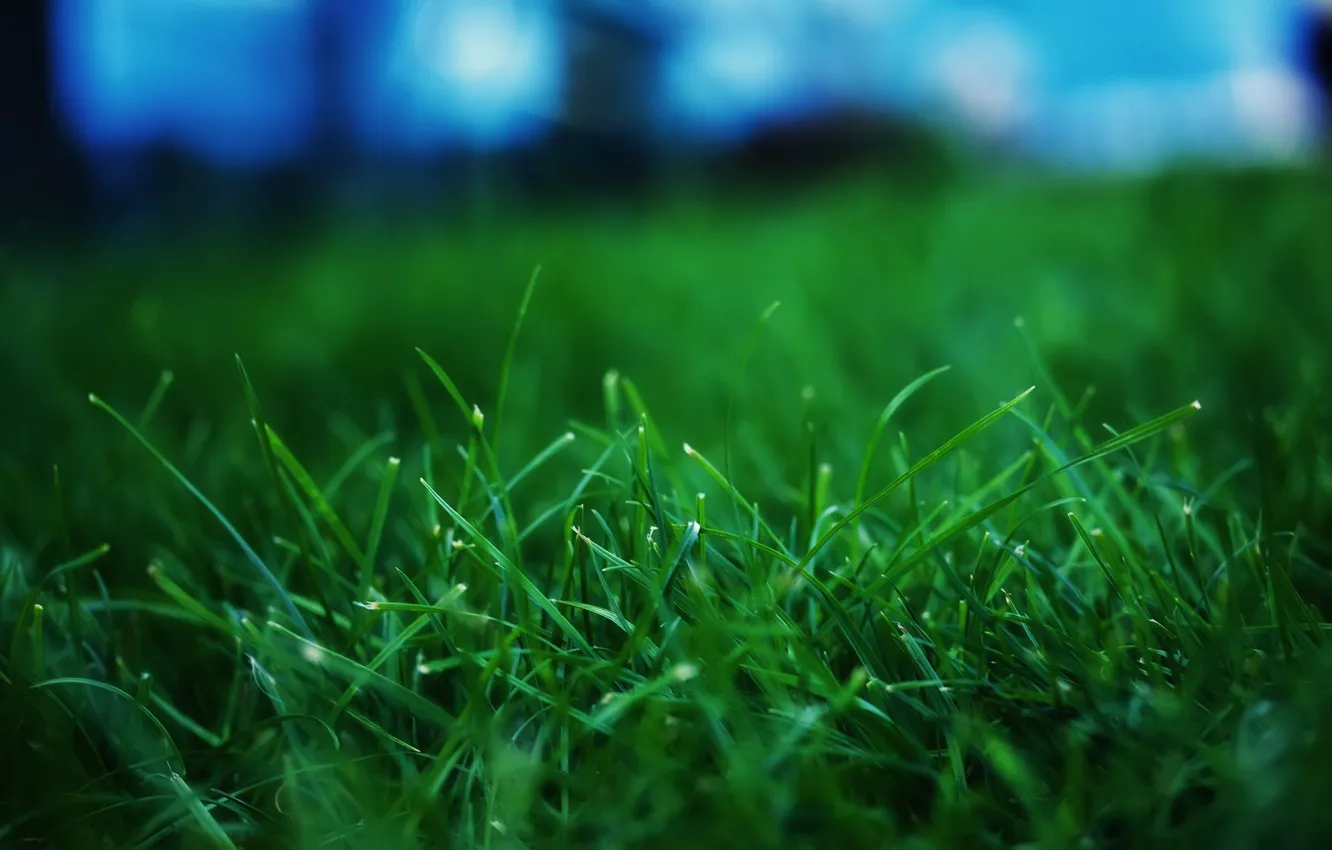 Фото обои трава, макросьемка