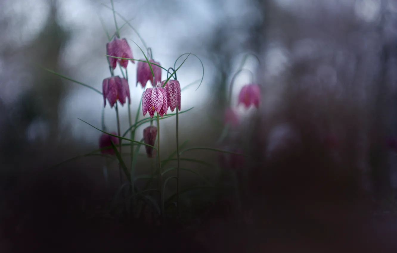 Фото обои цветы, природа, фон
