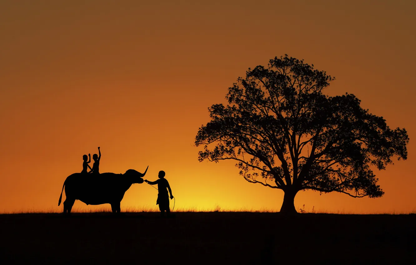 Фото обои поле, закат, дети, дерево, силуэт, мужчины, буйвол