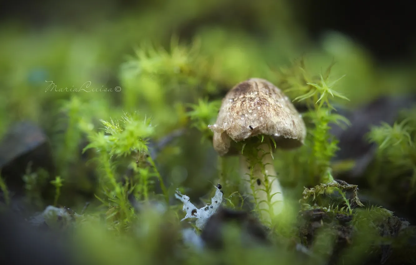 Фото обои макро, гриб, мох