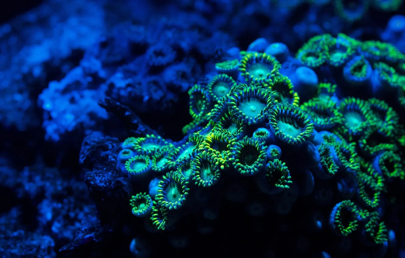 Фото обои вода, макро, кораллы, под водой