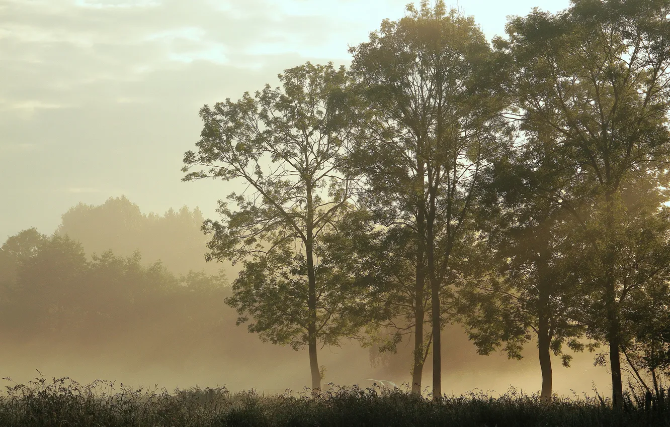 Фото обои трава, деревья, туман, тишина, утро