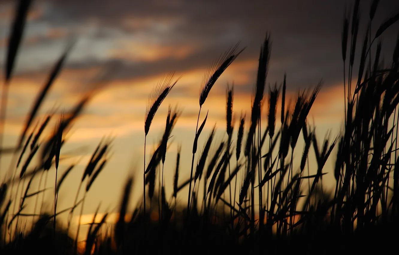 Фото обои трава, закат, вечер, колоски, силуэт