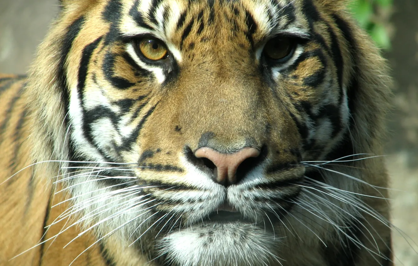 Фото обои морда, тигр, Кошачьи