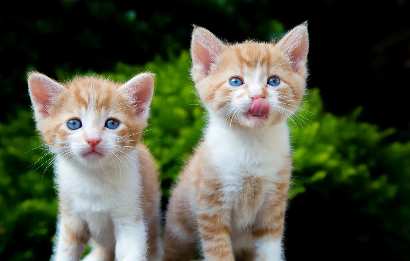Фото обои котята, малыши, рыжие, парочка