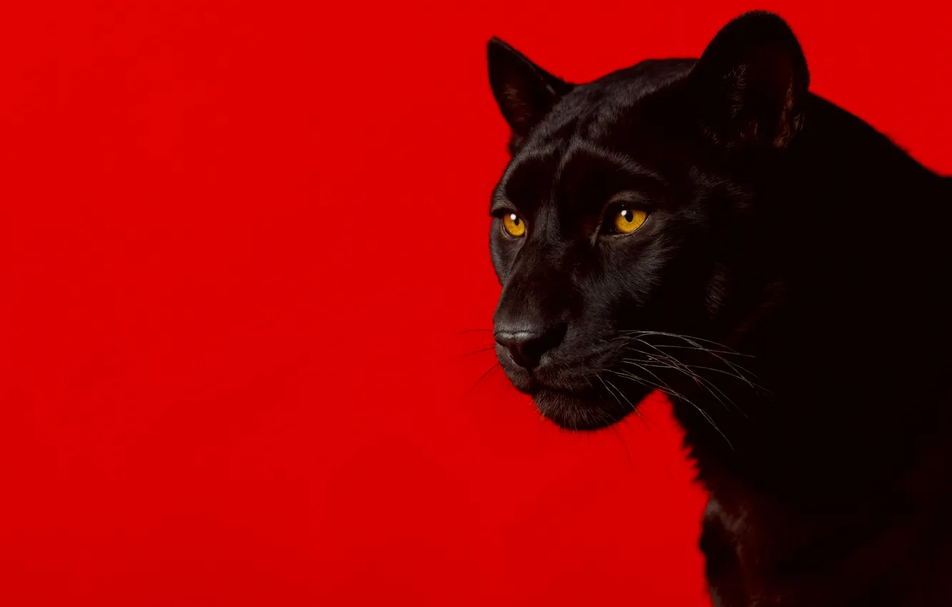 Фото обои пантера, animal, look, simple background, red background, predator, black panther, panther