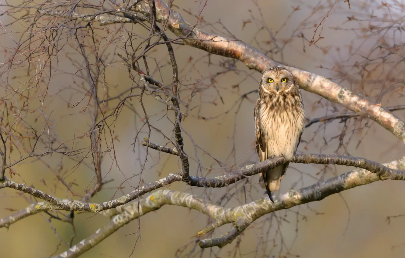 Фото обои взгляд, деревья, ветки, фон, сова, птица