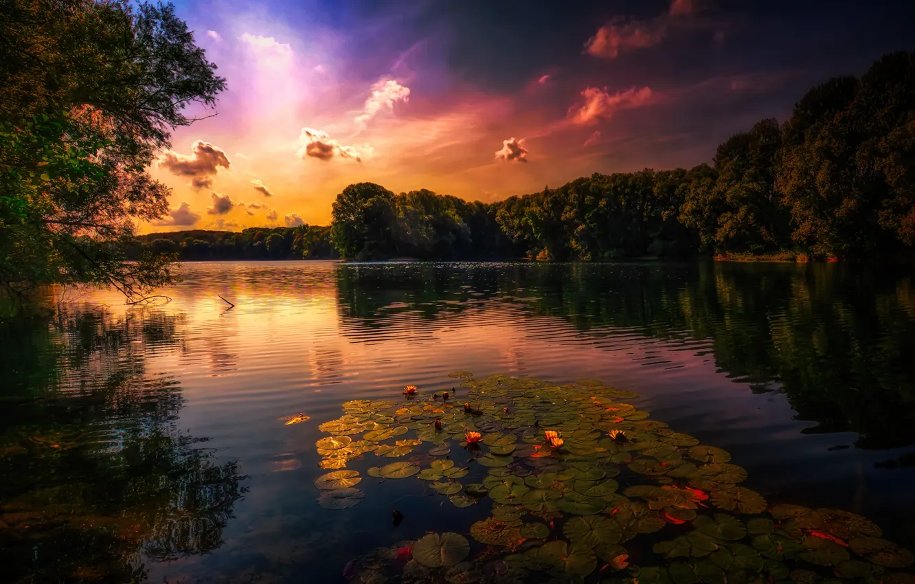 Фото обои лес, закат, цветы, озеро, пруд, берег, вечер, водяные лилии