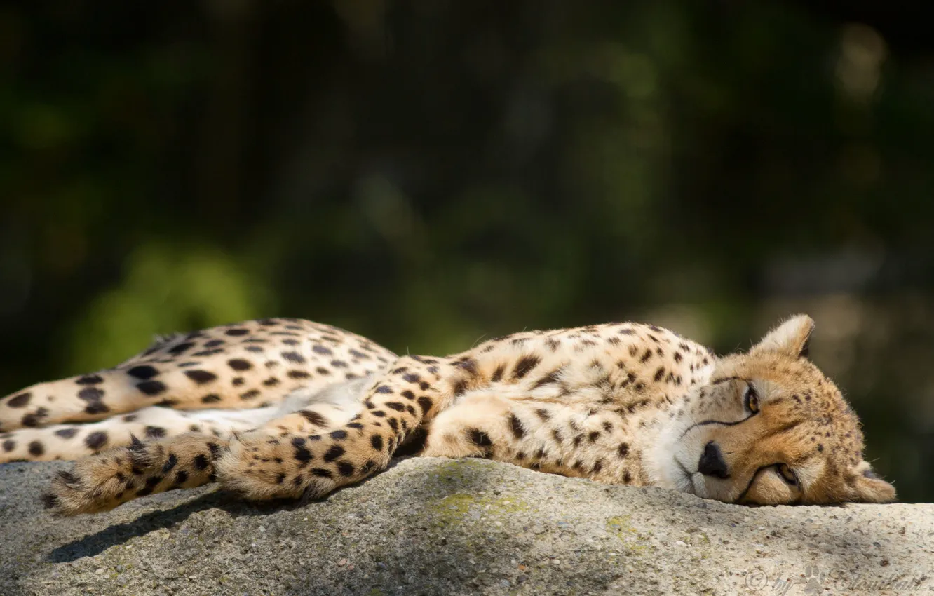 Фото обои кошка, отдых, камень, гепард