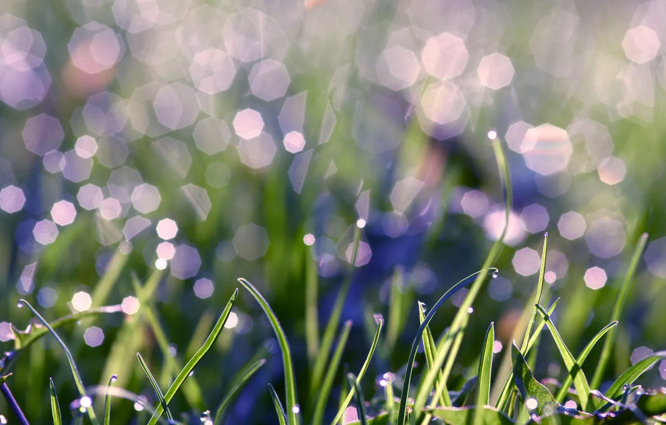 Фото обои зелень, трава, вода, капли, макро, свет, роса, блики