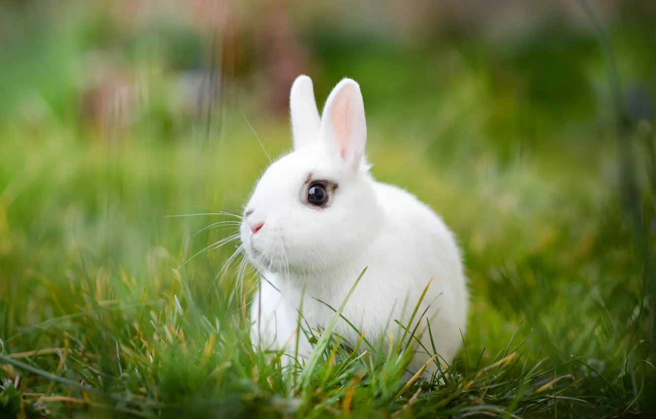 Фото обои белый, трава, кролик, боке, белый кролик