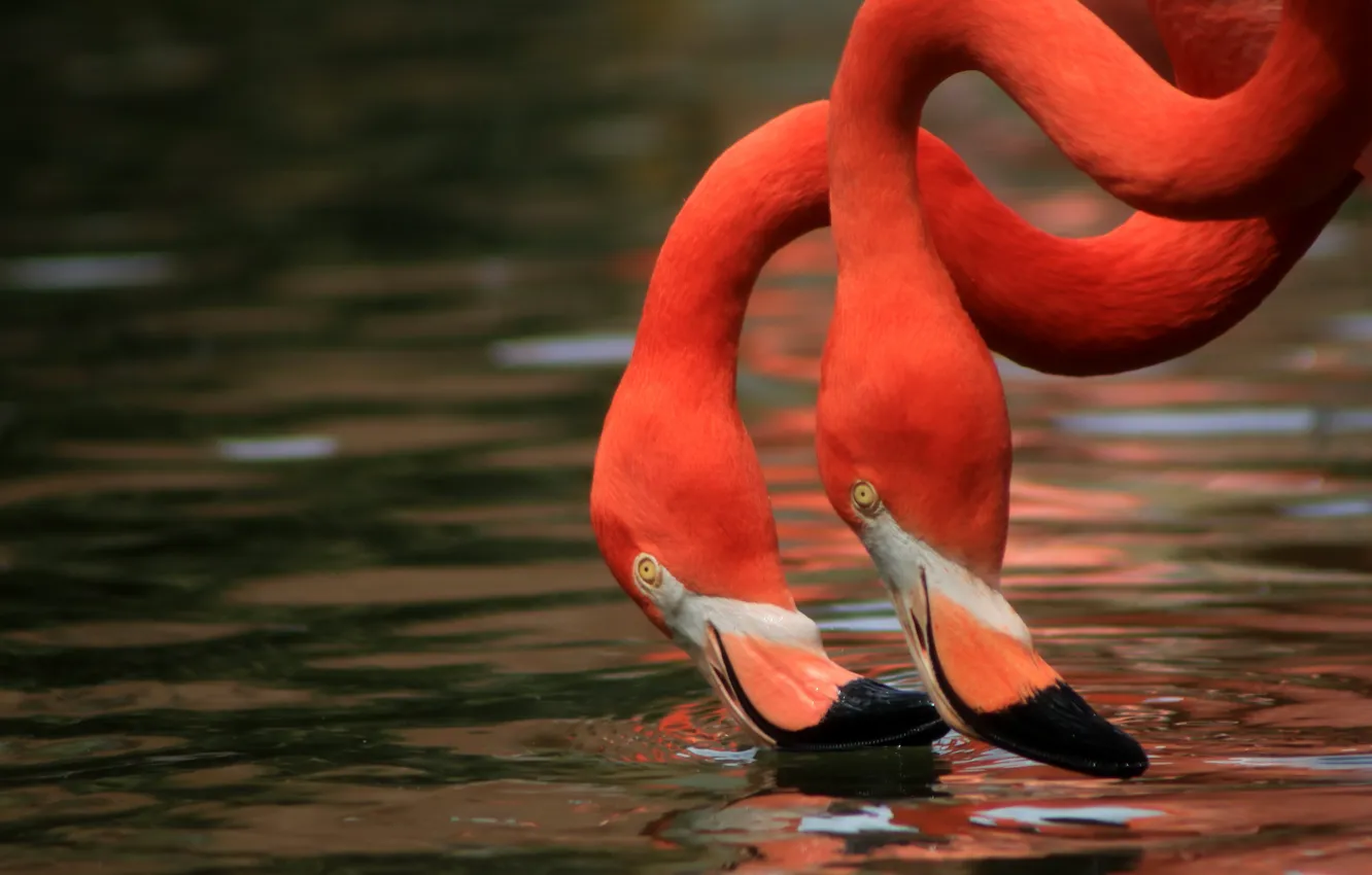 Фото обои вода, птицы, дуэт, фламинго, шея